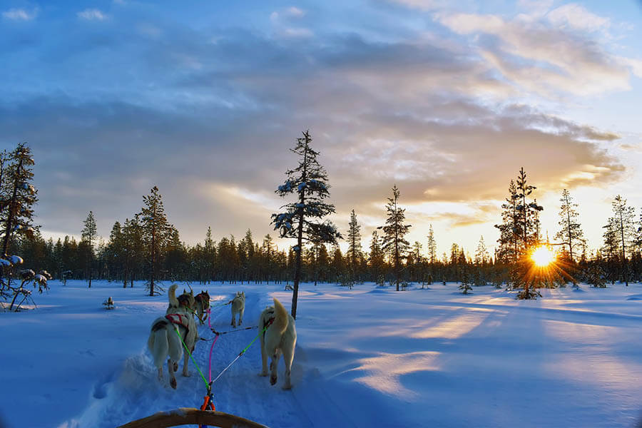Dog sledding in Lapland. Explore the wilds of Finland on a sleigh pulled by Husky sled dogs.