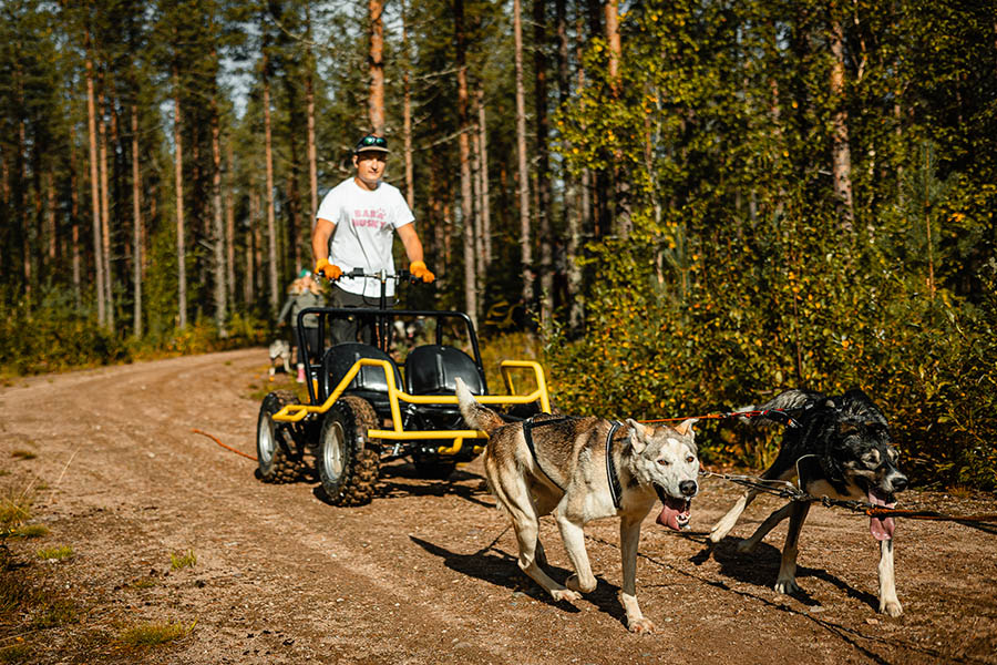 Huskies pulling a wheeled cart through the forest in summer