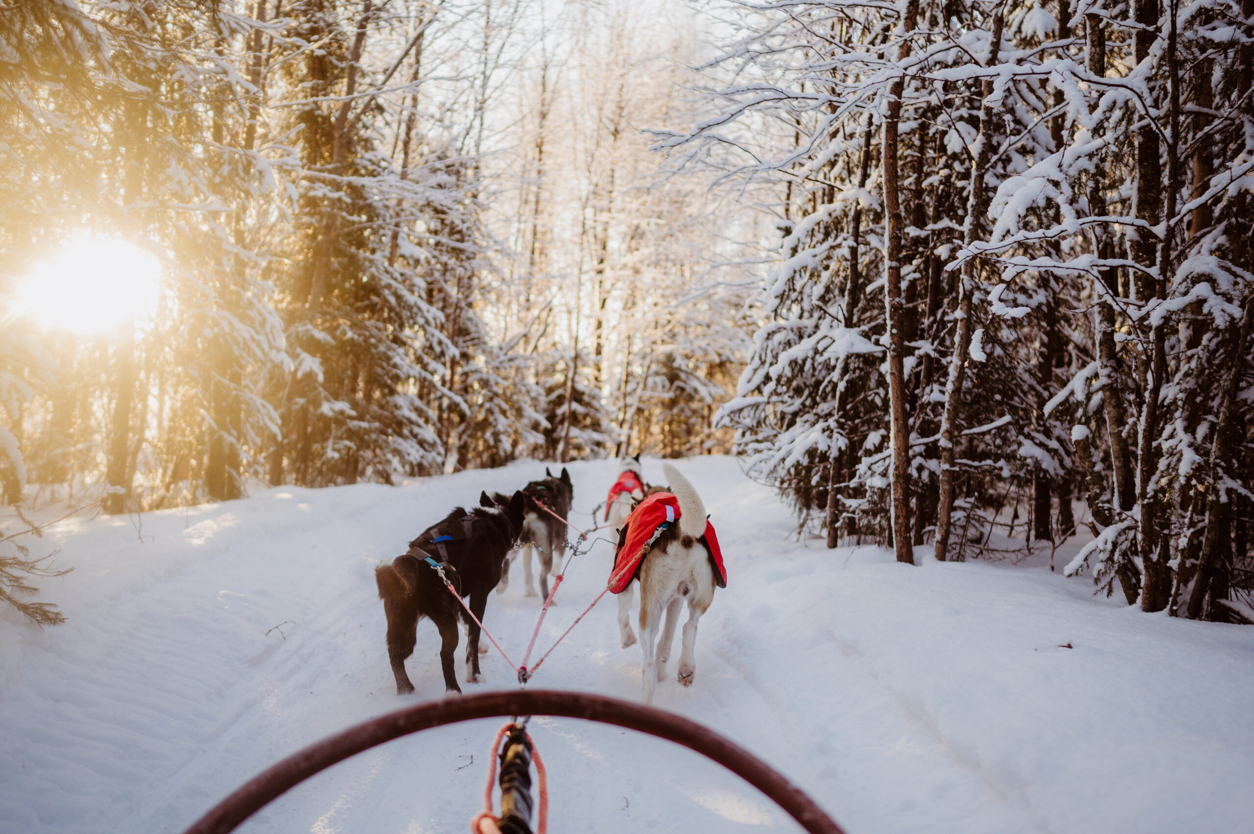 Husky safari through the snowy forest, 5km route