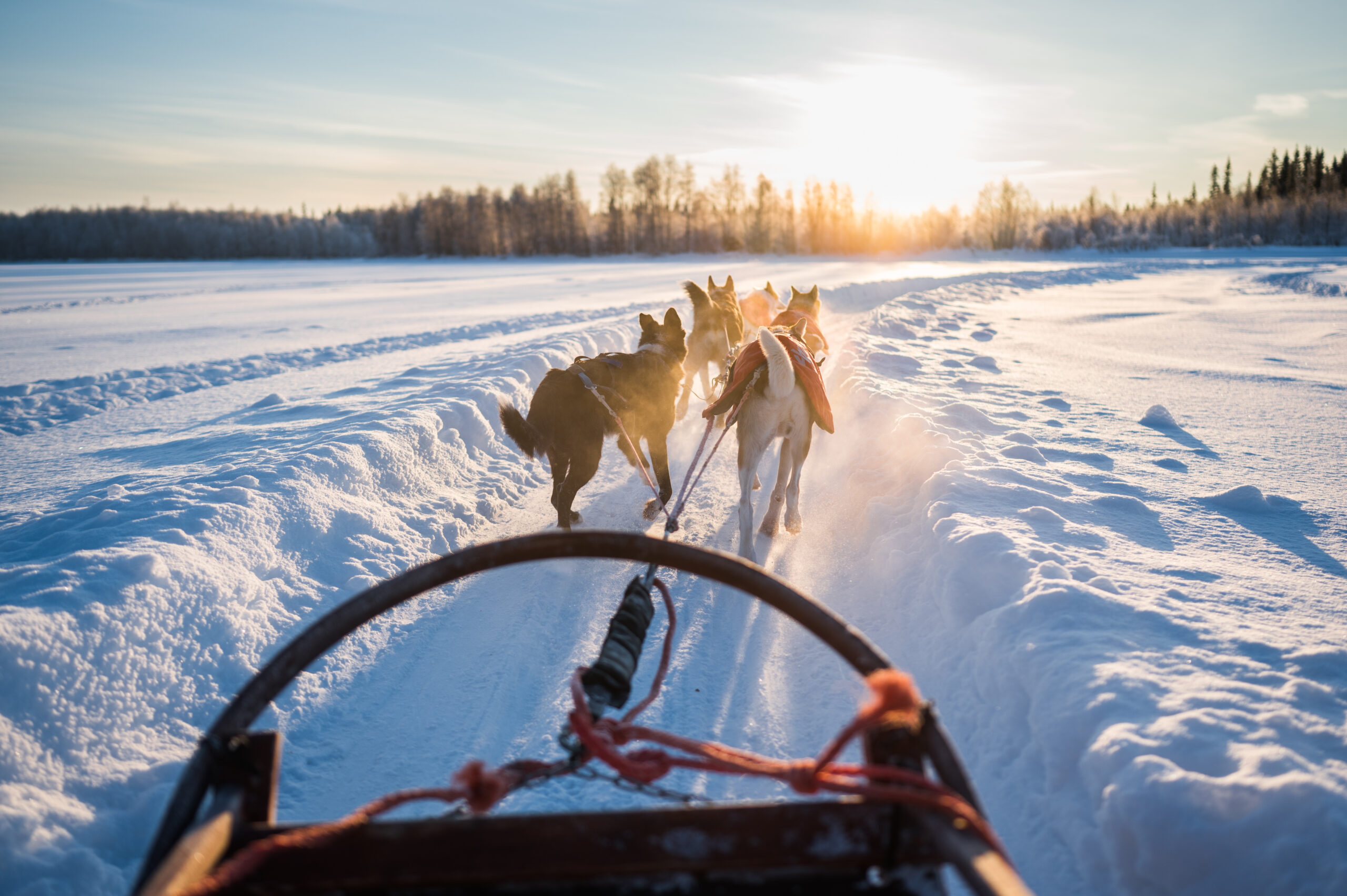 Husky safari sled ride through the snowy landscape, 10km route