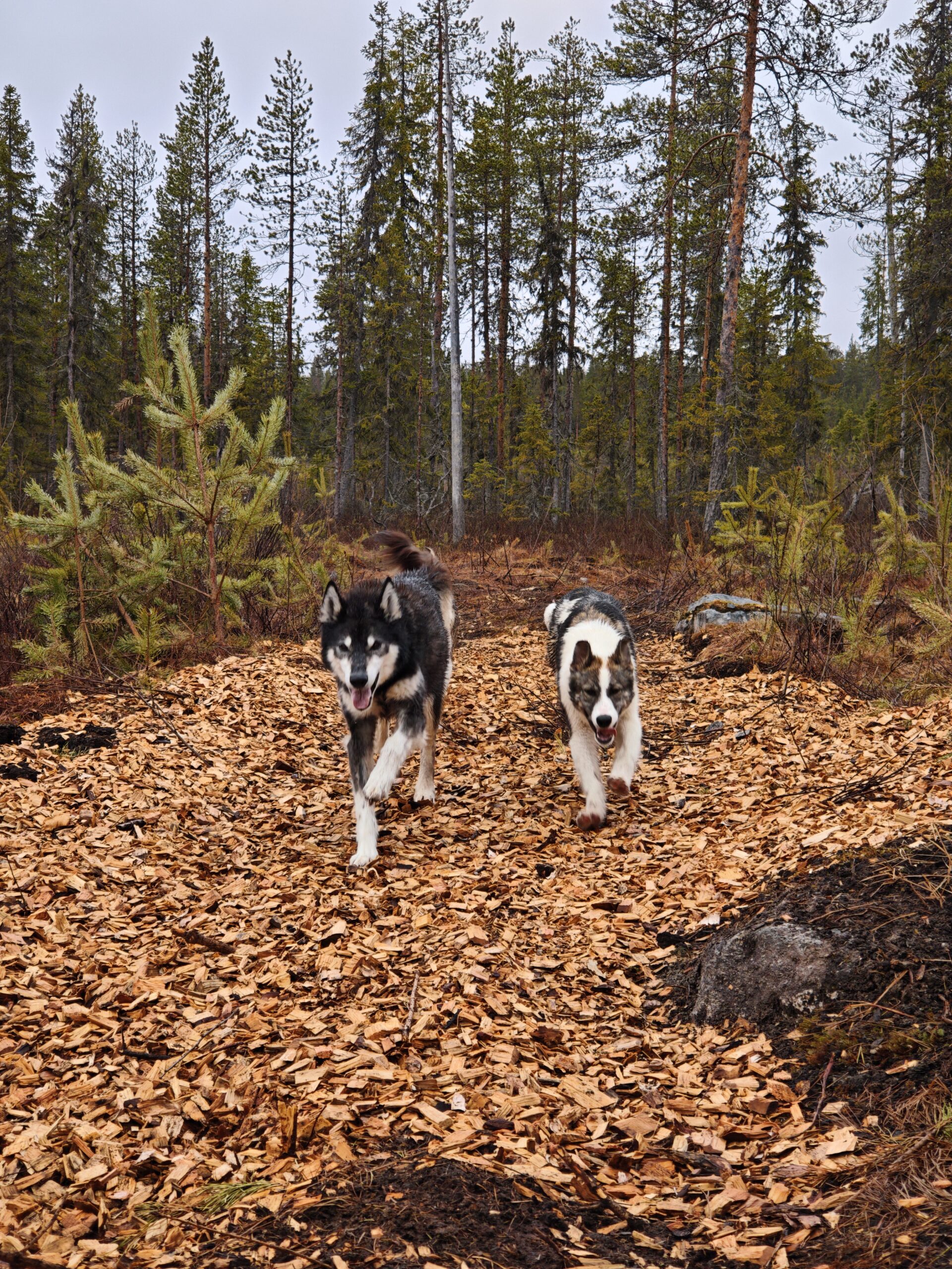 Husky trekking through the forest trail in Rovaniemi